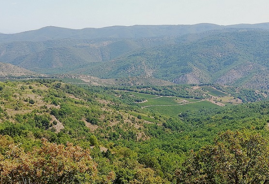 Barovo vineyard
